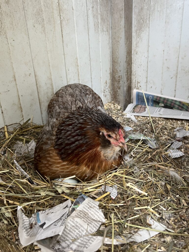 Araucana Henne